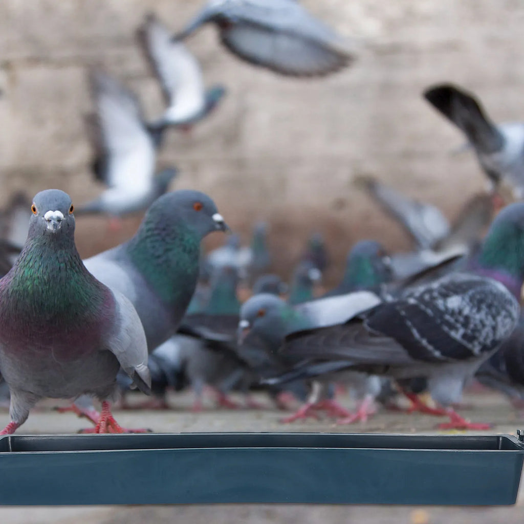 Baromfi etető vályú  - 3 db